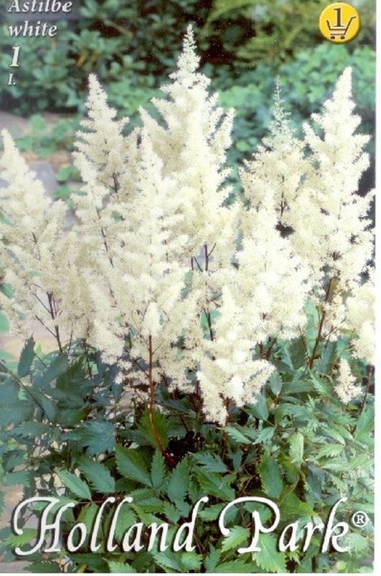 bulb-de-astilbe-alb-1-bulb-holland-park