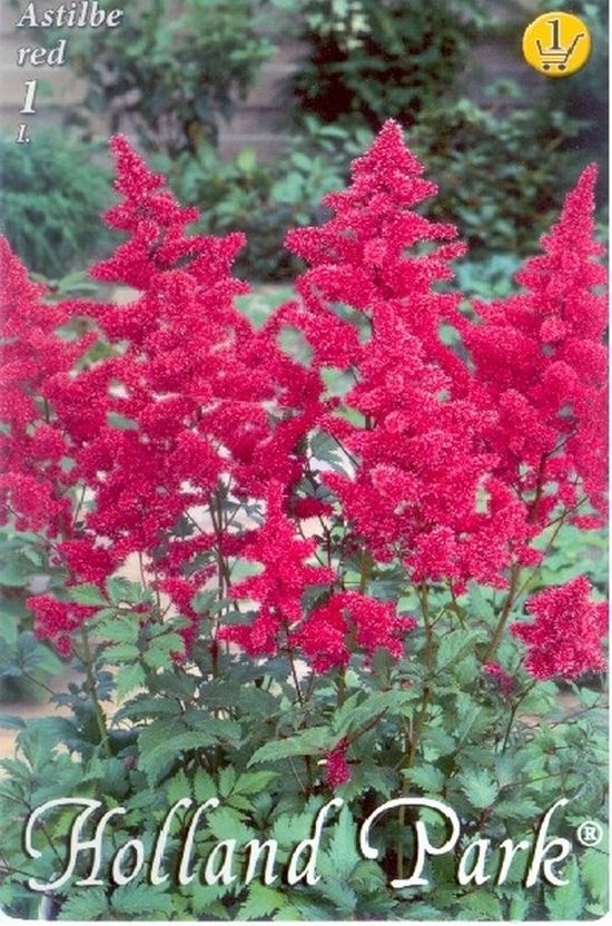 bulb-de-astilbe-rosu-1-bulb-holland-park
