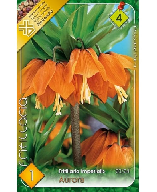 Bulb de lalea imperiala Fritillaria imperialis Aurora (1 bulb), Holland Park