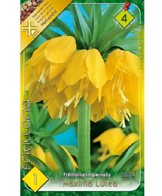 Bulb de lalea imperiala Fritillaria imperialis Maxima lutea (1 bulb), Holland Park