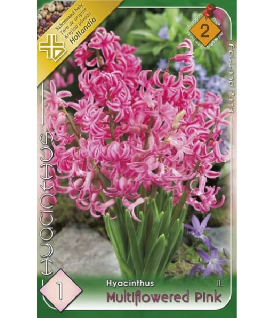 Bulb de zambile multiflore - roz (1 bulb), Holland Park
