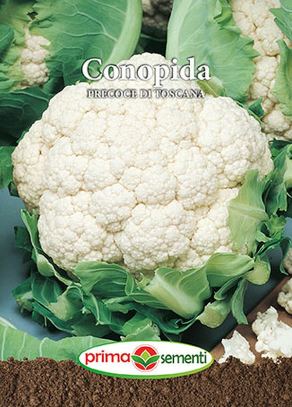 Seminte conopida Precoce Di Toscana (1 g), Prima Sementi