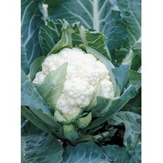 Seminte conopida Spacestar F1 (2500 seminte), Syngenta