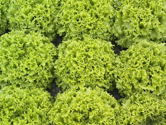 Seminte drajate salata creata lollo Oleole (5.000 seminte), Syngenta