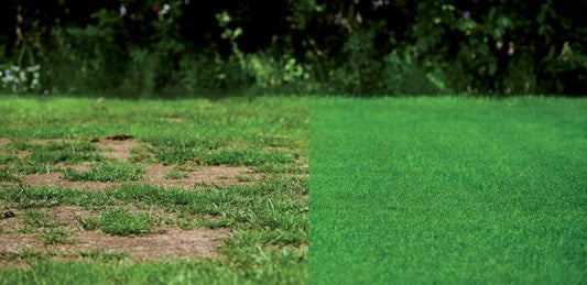 Seminte gazon regenerare Turfline Grass Fix, DLF Trifolium