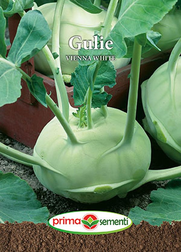 Seminte gulie Vienna White (5 g), Prima Sementi