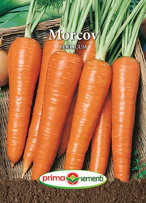 Seminte morcov Berlicum (5 g), Prima Sementi