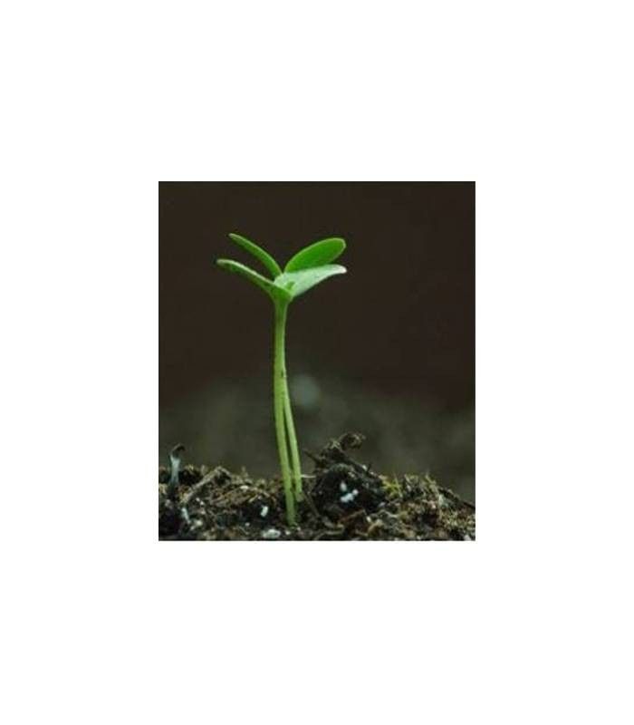 Seminte portaltoi pepene galben si verde Carnivor F1 (1.000 seminte), Syngenta