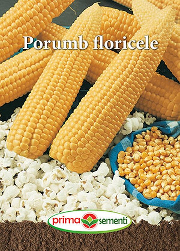 Seminte porumb Popcorn (10 g), Prima Sementi