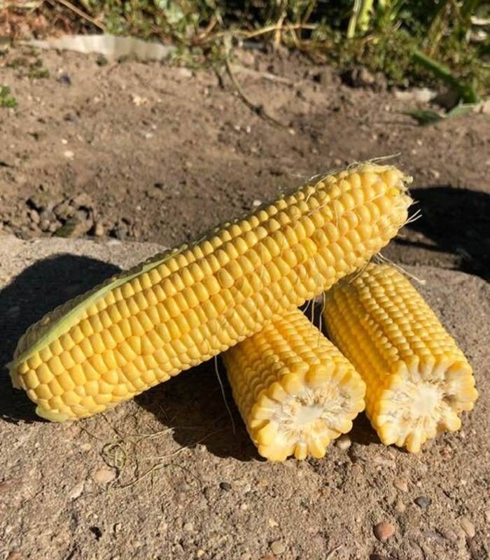 Seminte porumb zaharat (dulce) Tyson F1, Syngenta