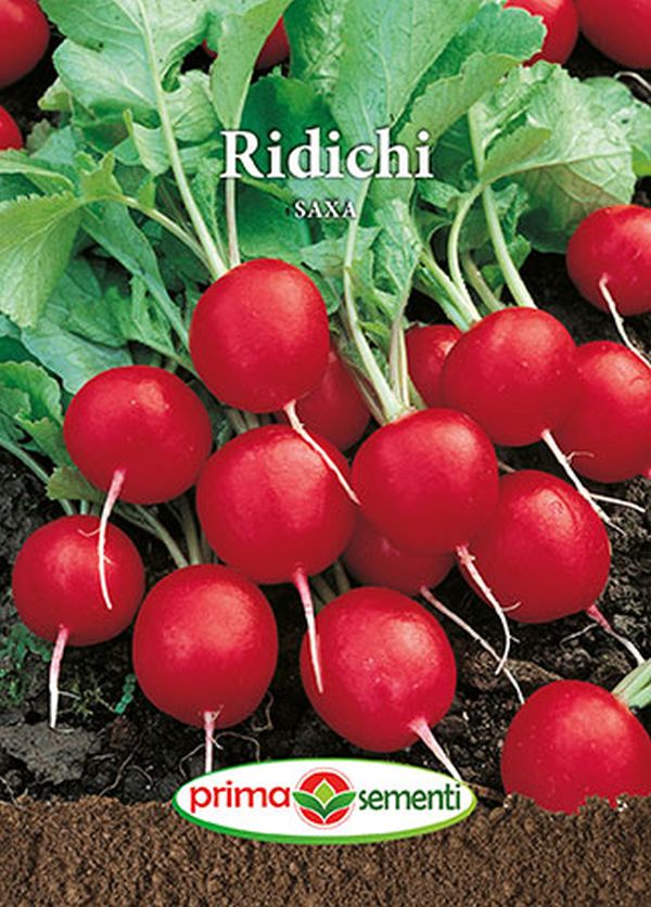 Seminte ridichi de luna Saxa (6 g), Prima Sementi