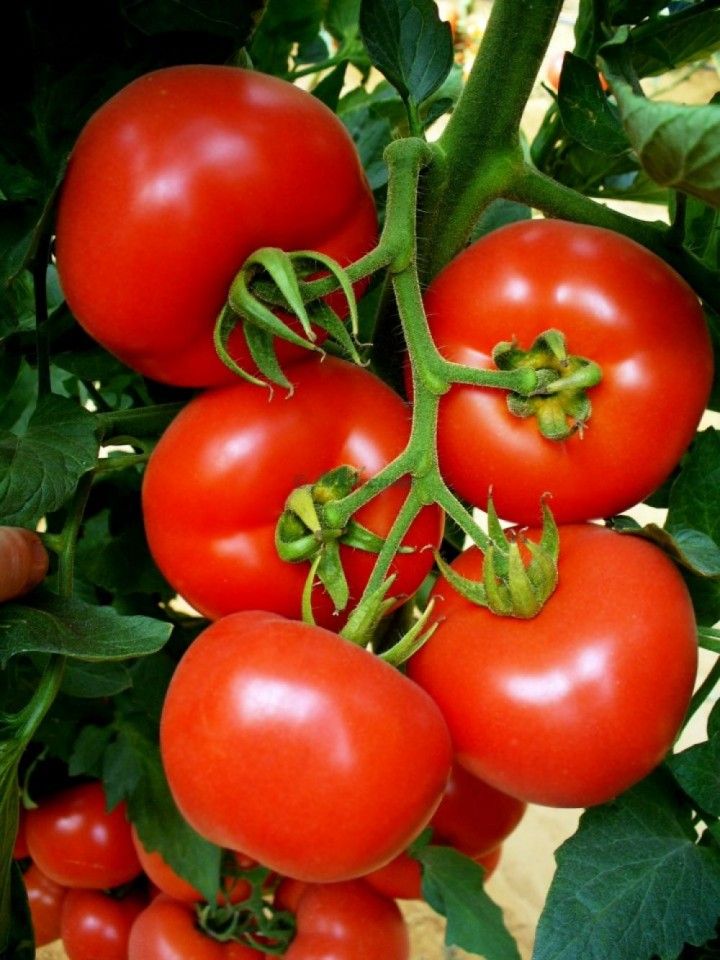 Seminte tomate Bostina F1 (500 seminte), Syngenta