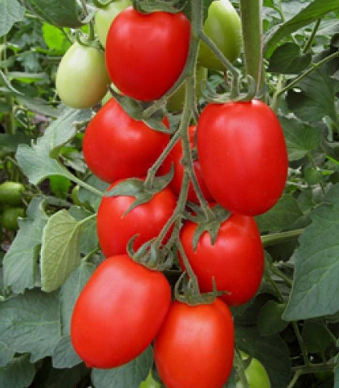 Seminte tomate Firmus F1 (2500 seminte), Syngenta