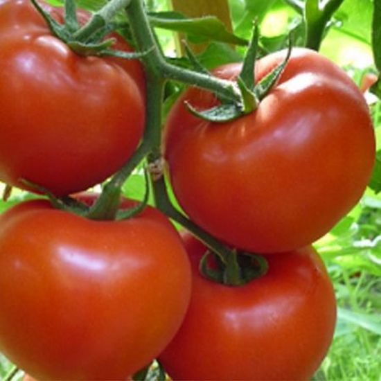 Seminte tomate Gravitet F1 (500 seminte), Syngenta