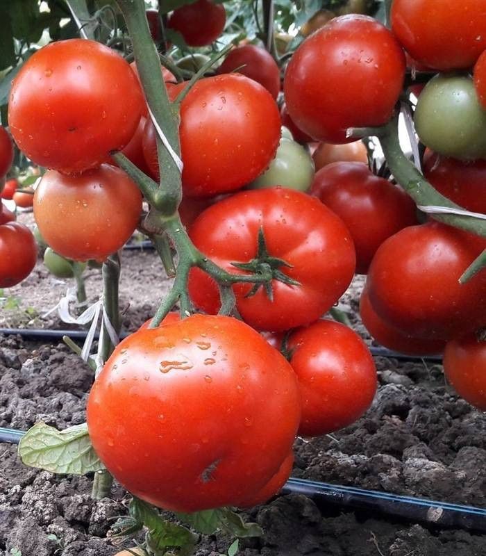Seminte tomate Kaponet F1 (500 seminte), Syngenta
