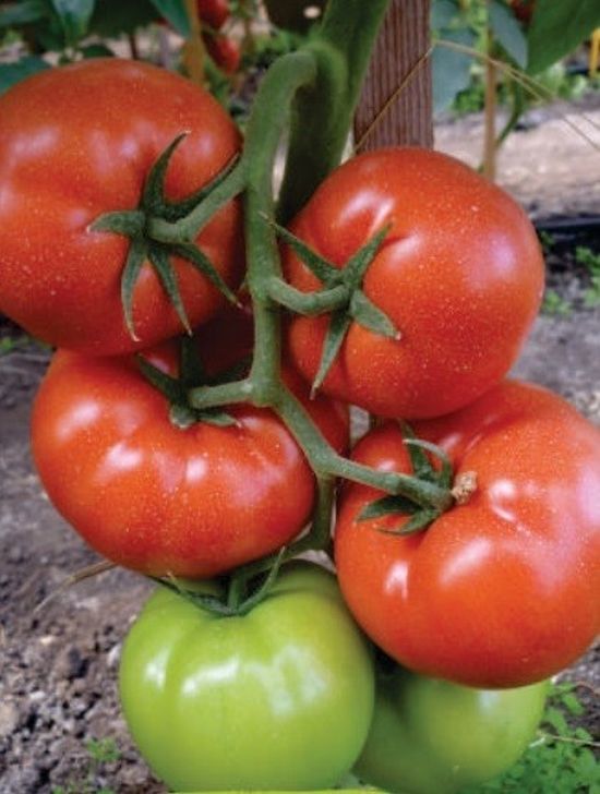 Seminte tomate Panekra F1 (500 seminte), Syngenta