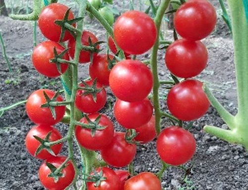 Seminte tomate Prolina F1 (500 seminte), Syngenta