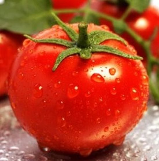 Seminte tomate Sandoline F1 (500 seminte), Syngenta