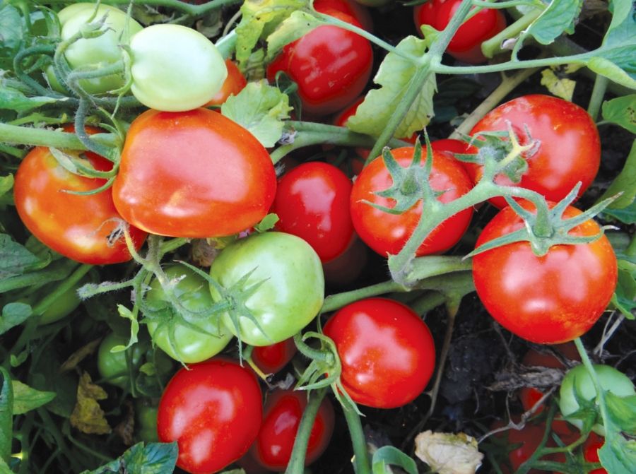 seminte-tomate-soi-autohton-mariuca-1000-g