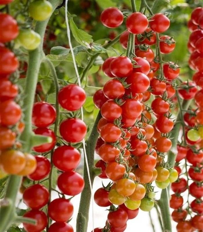 Seminte tomate Tredicy F1 (500 seminte), Syngenta