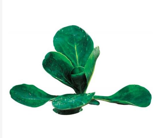 Seminte valeriana Trophy (500.000 sem), Clause