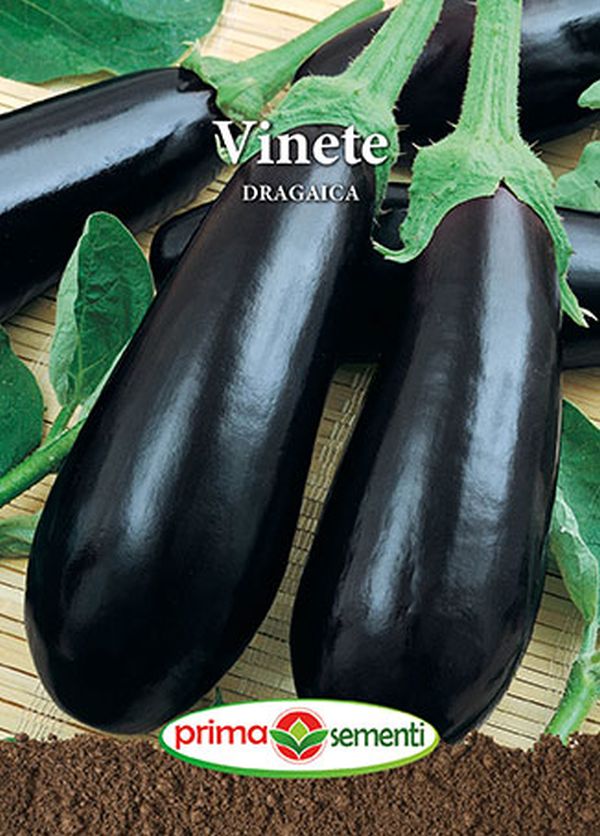 Seminte vinete Dragaica (0.5 g), Prima Sementi