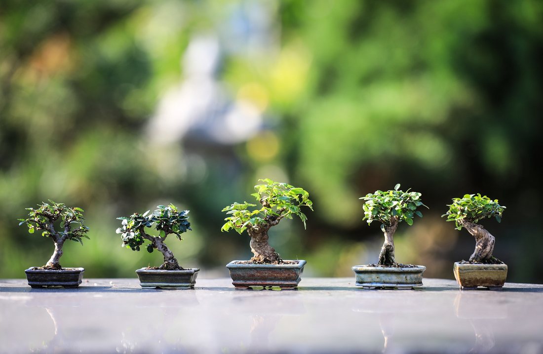 Bonsaiul - specii de plante, plantare si ingrijire