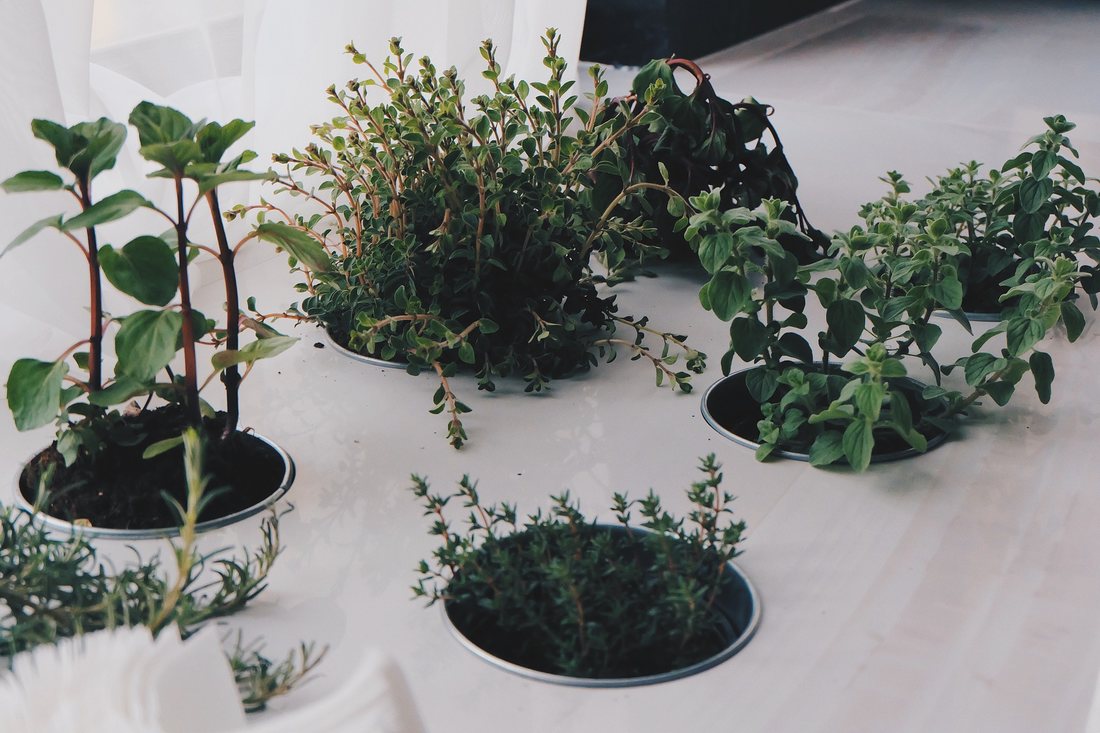4 plante de gradina pe care le poti creste in ghiveci