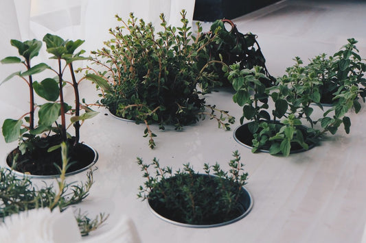 4 plante de gradina pe care le poti creste in ghiveci