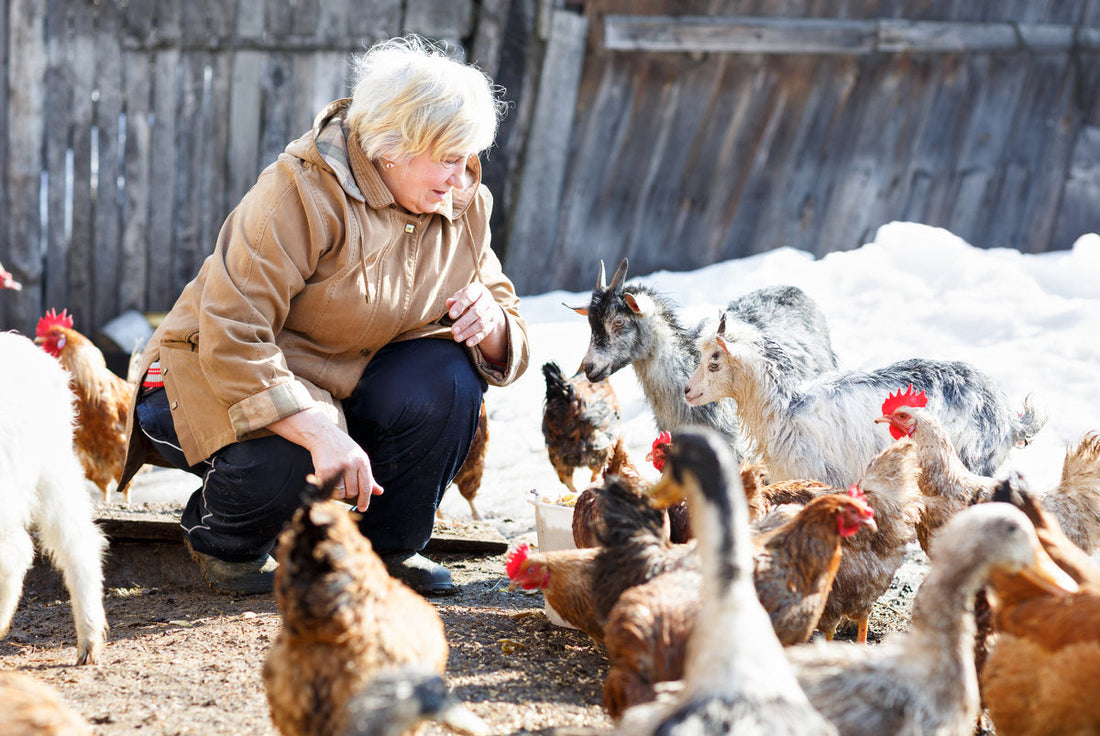 Ghidul incepatorului: alimentatia optima pentru pasarile si animalele din gospodarie