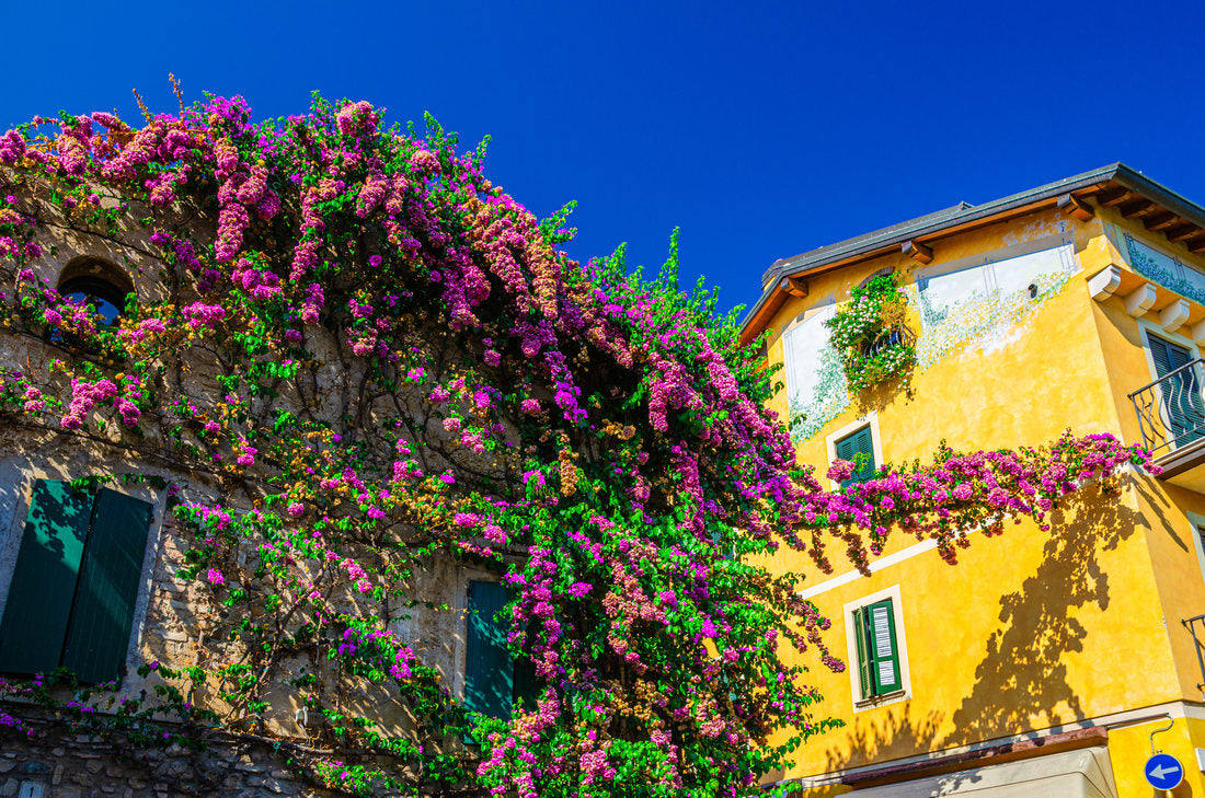 9 arbusti decorativi si plante agatatoare perfecte pentru terasa si gradina