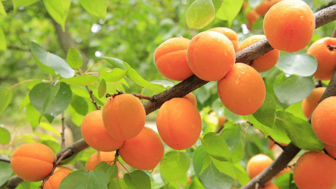 Caisul - cultivarea in livada si ingrijirea lui
