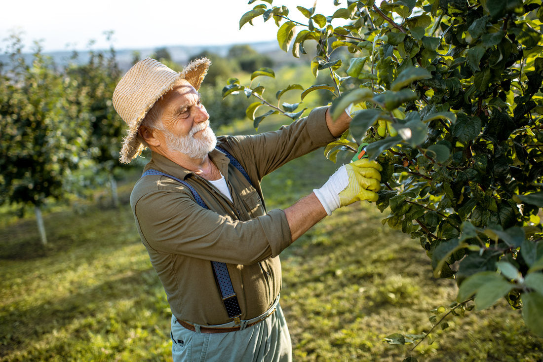 Calendar anual. Cultivarea si ingrijirea pomilor si arbustilor fructiferi in livada