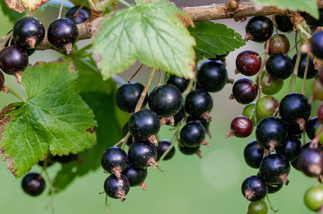 Coacazul - plantare, recoltare, utilizare