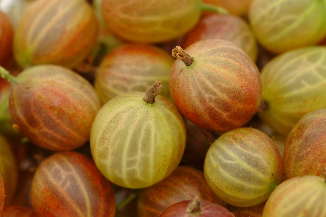Cultura de agris. Ghid de plantare si ingrijire