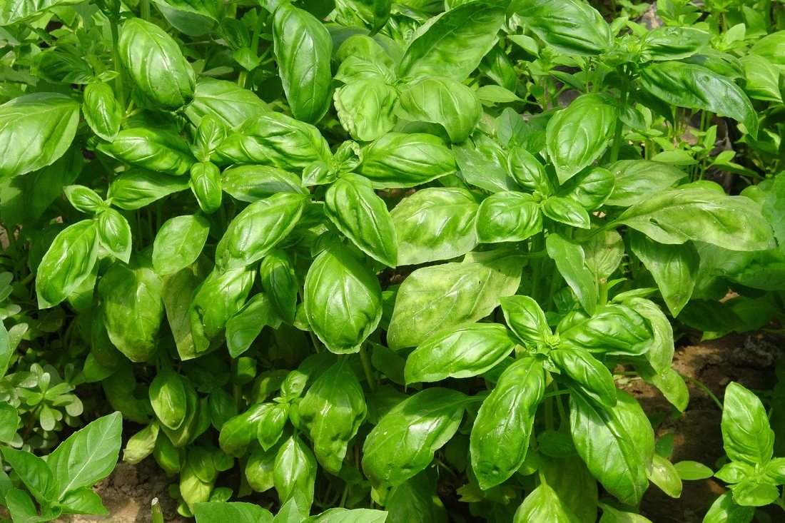 Vrei sa ai busuioc verde tot timpul anului? Iata cum poti face asta
