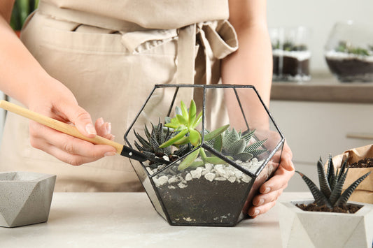 Cum sa iti construiesti propriul tau terrarium