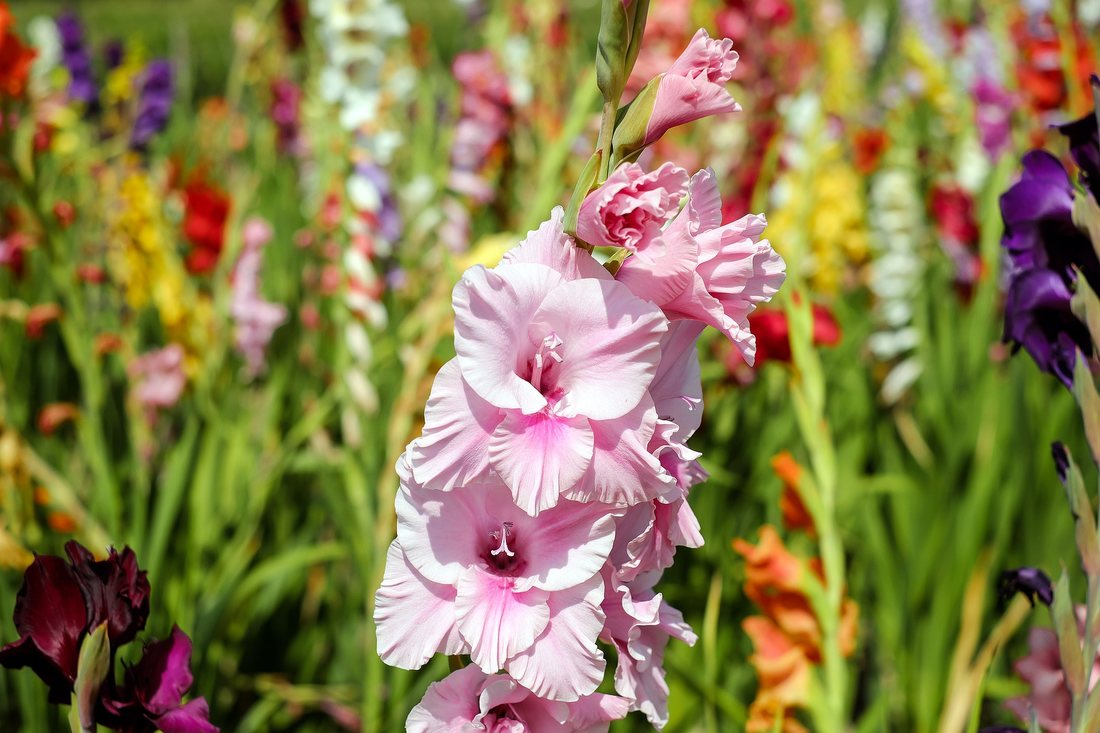Gladiola - gladiatoarea gradinii de vara – FarmBee