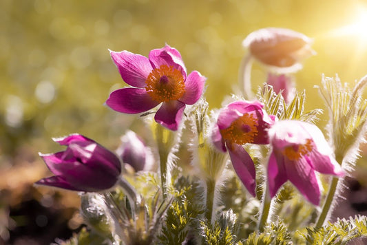 Gradina de anemone - plantare si ingrijire