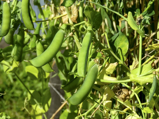 Legumele de la care se consuma pastaile - specii si sfaturi de crestere