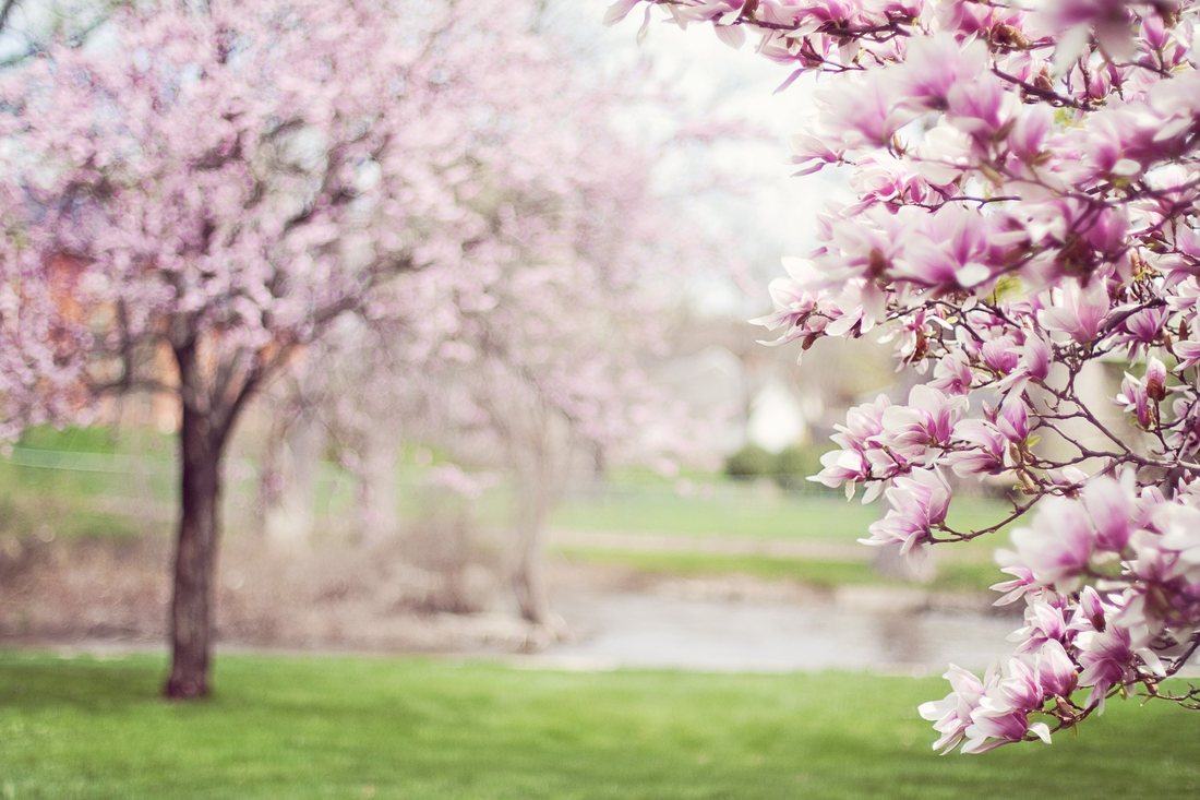 Magnolia, copacul cu flori magice. Plantare, crestere, ingrijire