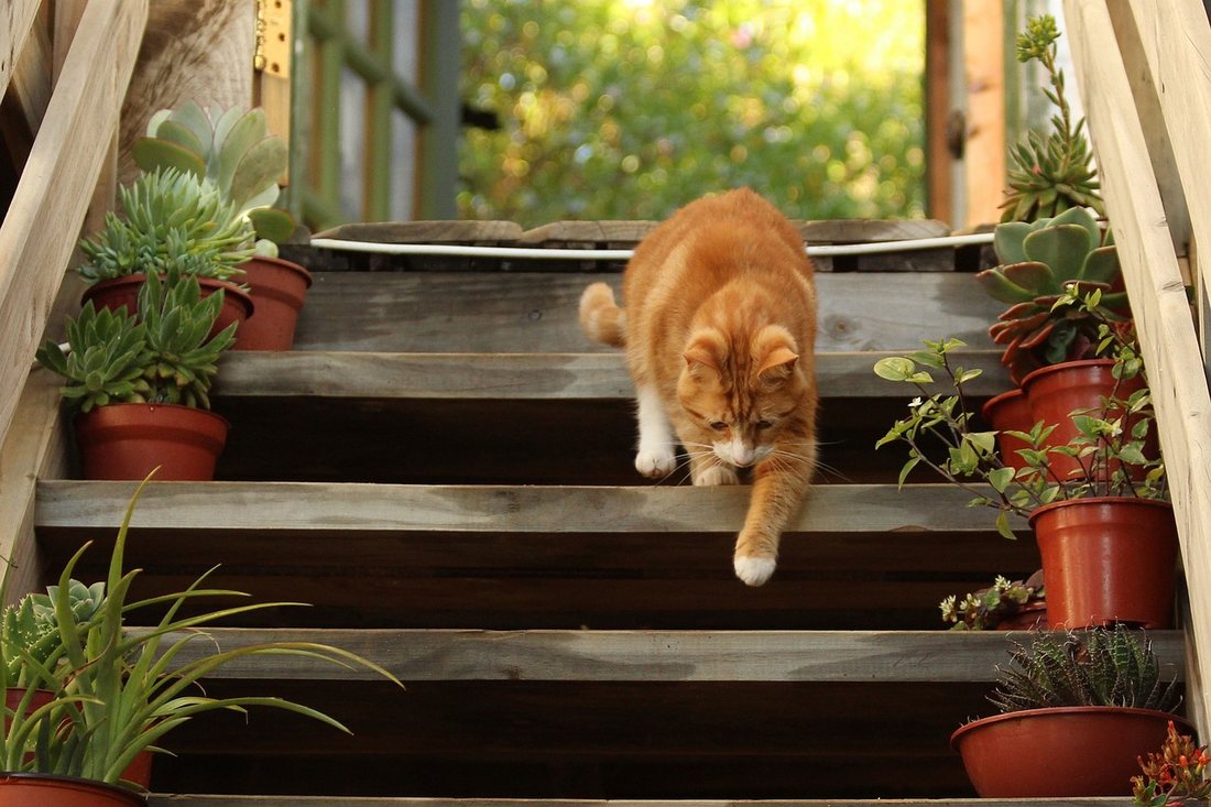 Plante de interior benefice pentru animalele de companie