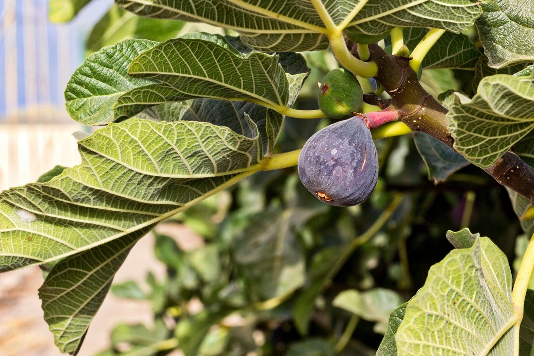 Smochinul - plantare si ingrijire