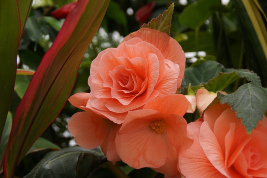 Specii si tipuri de begonia - plantare si ingrijire