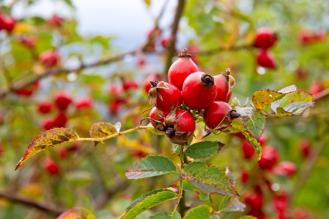 Totul despre maces. De la cultivare, la beneficiile fructelor sale