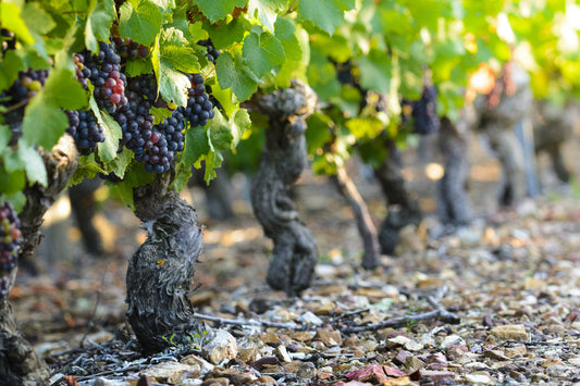 Viticultura in Romania: cele mai apreciate soiuri de struguri