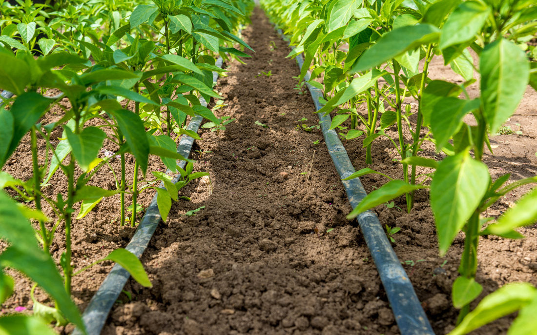 Metode de fertilizare a legumelor
