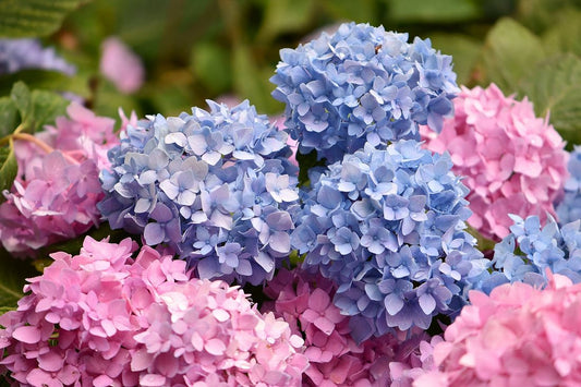 Hortensia - cameleonul gradinilor de vara