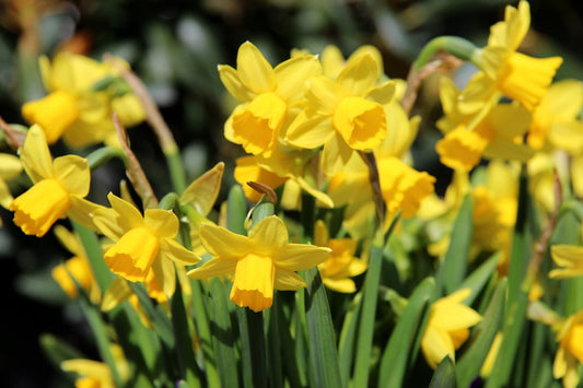 Narcisele, vestitoarele primaverii, se planteaza toamna