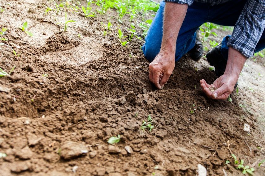 Ce plante se seamana in aprilie si cum sa le protejezi de frigul de primavara